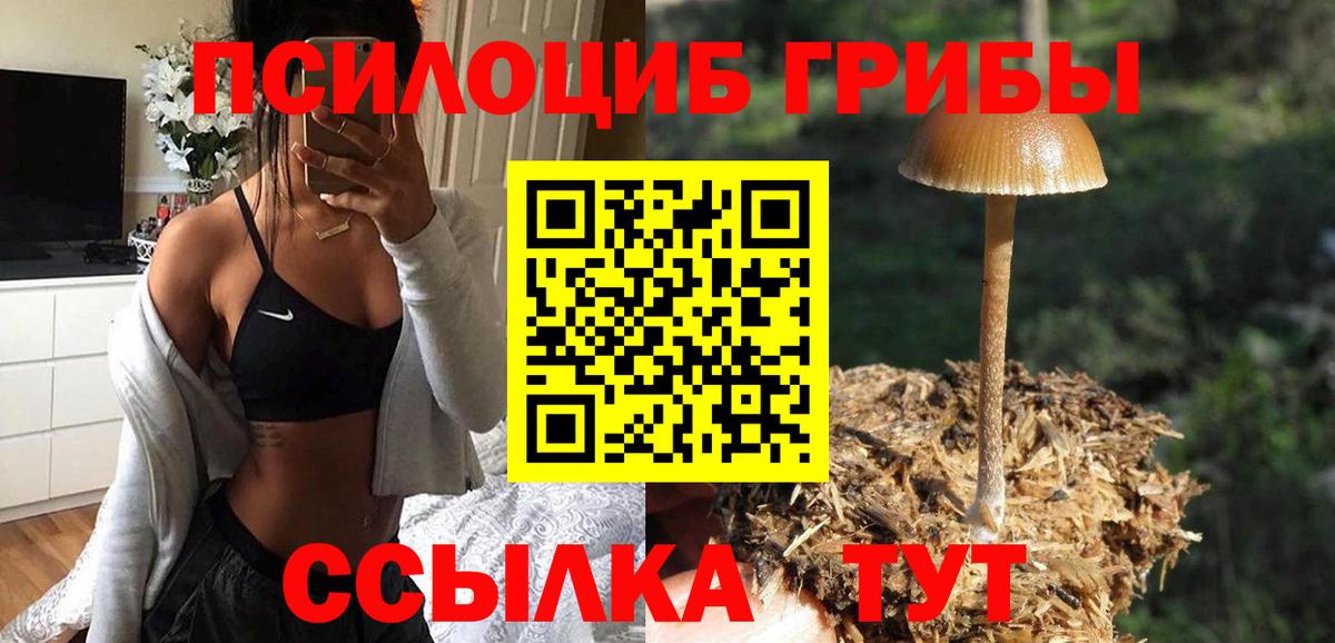 Псилоцибиновые грибы Psilocybine cubensis Бийск